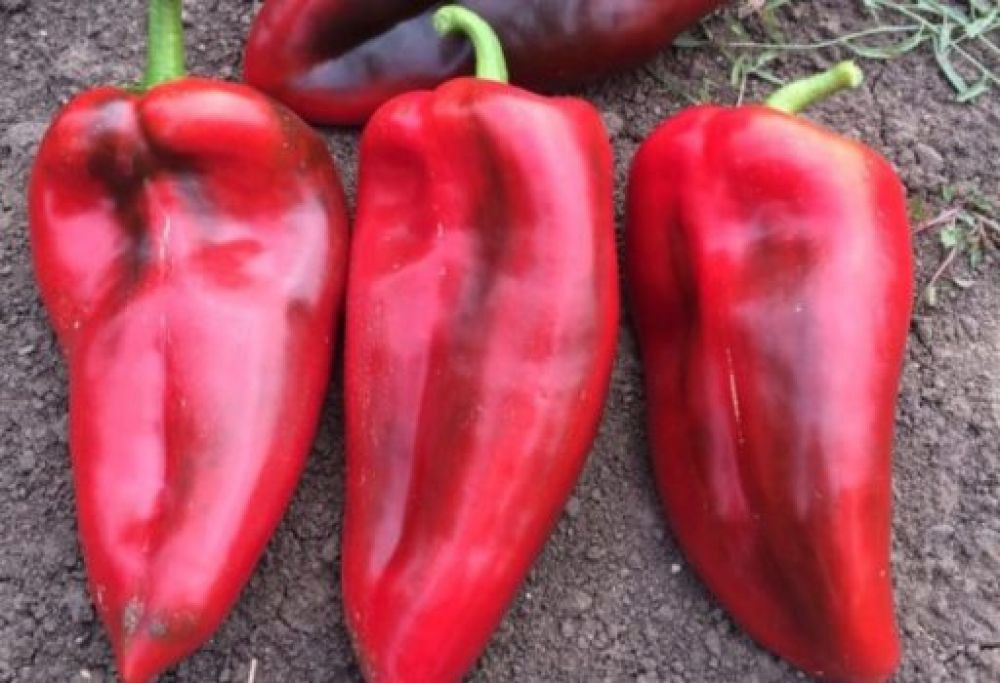 Ardei capia Hebar (2 g), seminte soi bulgaresc kapia extratimpuriu